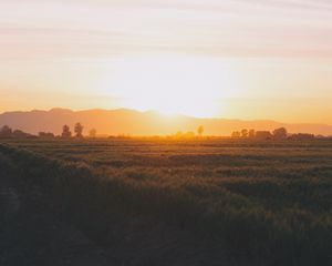 Превью обои поле, трава, закат