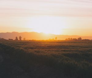 Превью обои поле, трава, закат