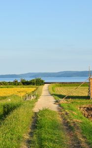 Превью обои поле, тропинка, плантации, пейзаж