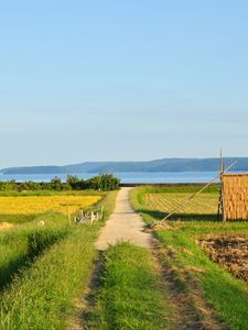 Превью обои поле, тропинка, плантации, пейзаж