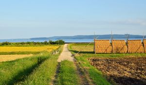 Превью обои поле, тропинка, плантации, пейзаж