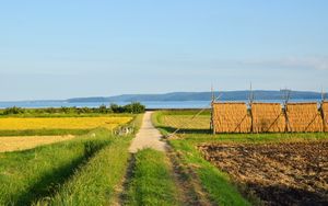 Превью обои поле, тропинка, плантации, пейзаж