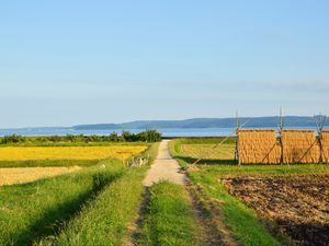 Превью обои поле, тропинка, плантации, пейзаж