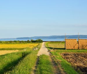 Превью обои поле, тропинка, плантации, пейзаж