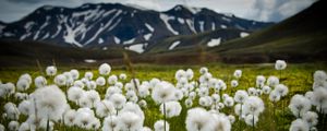 Превью обои поле, цветы, белый, горы, природа