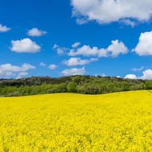 Превью обои поле, цветы, деревья, пейзаж, природа