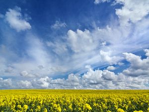 Превью обои поле, цветы, горизонт