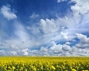 Превью обои поле, цветы, горизонт