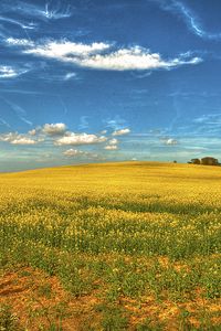 Превью обои поле, цветы, небо, пейзаж