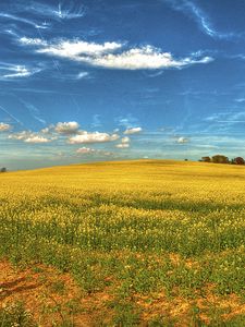 Превью обои поле, цветы, небо, пейзаж