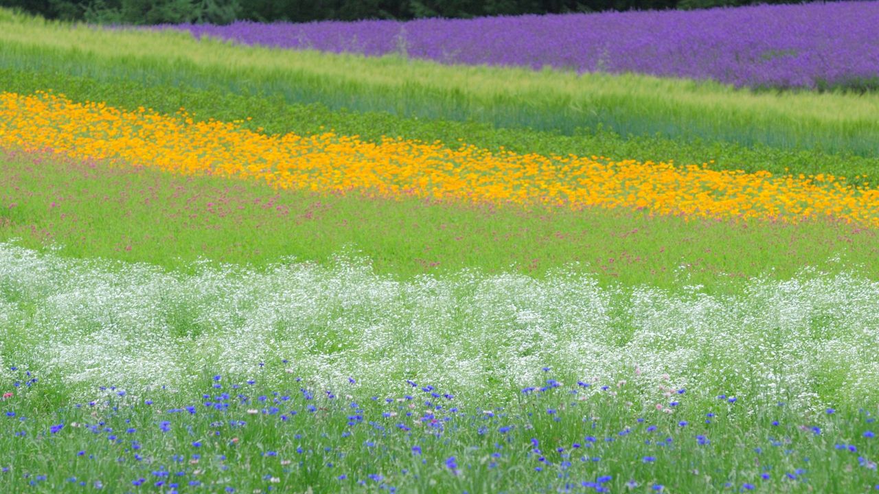 Обои поле, цветы, трава, лето