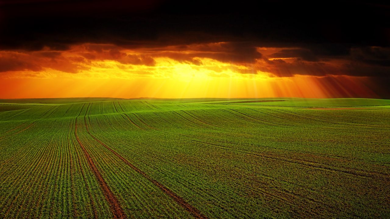Обои поле, тучи, горизонт, трава, сельское хозяйство, облака