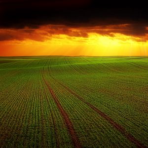 Превью обои поле, тучи, горизонт, трава, сельское хозяйство, облака