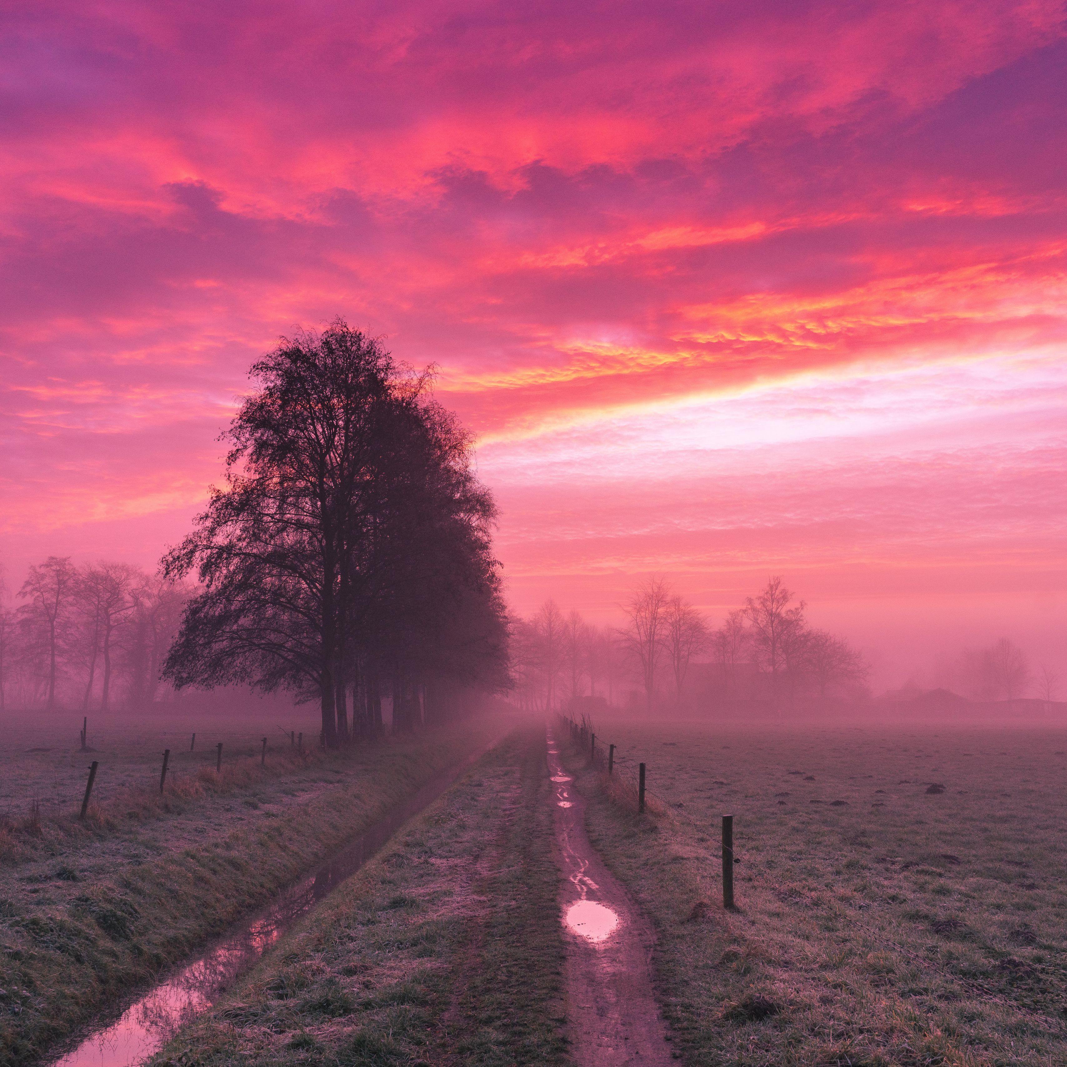 Розовый закат в поле