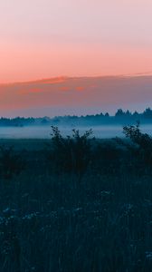 Превью обои поле, туман, рассвет, трава, пейзаж, лес