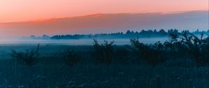 Превью обои поле, туман, рассвет, трава, пейзаж, лес