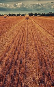 Превью обои поле, урожай, пшеница, сено, трава