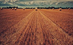 Превью обои поле, урожай, пшеница, сено, трава