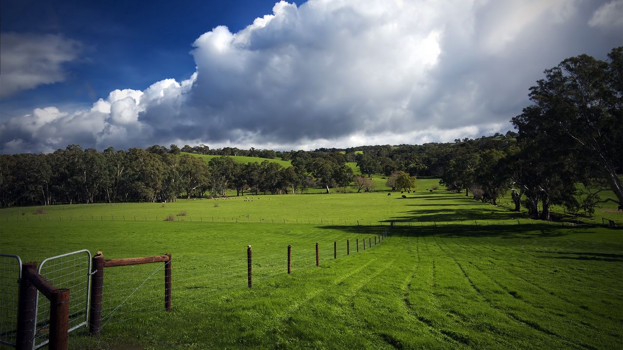 Обои поле, забор, пастбище, следы, зелень, трава, облака