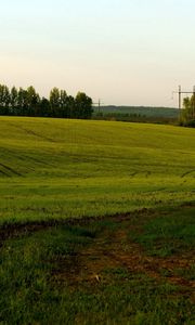 Превью обои поле, зеленое, пасмурно, сельское хозяйство