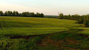 Превью обои поле, зеленое, пасмурно, сельское хозяйство