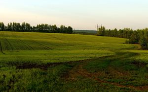 Превью обои поле, зеленое, пасмурно, сельское хозяйство