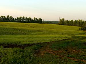 Превью обои поле, зеленое, пасмурно, сельское хозяйство