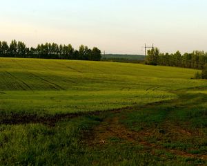 Превью обои поле, зеленое, пасмурно, сельское хозяйство