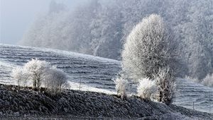 Превью обои поле, зима, иней, снег, деревья