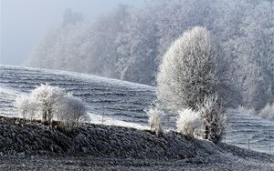 Превью обои поле, зима, иней, снег, деревья