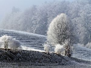 Превью обои поле, зима, иней, снег, деревья