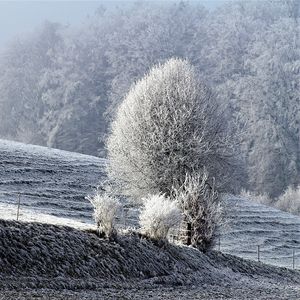 Превью обои поле, зима, иней, снег, деревья