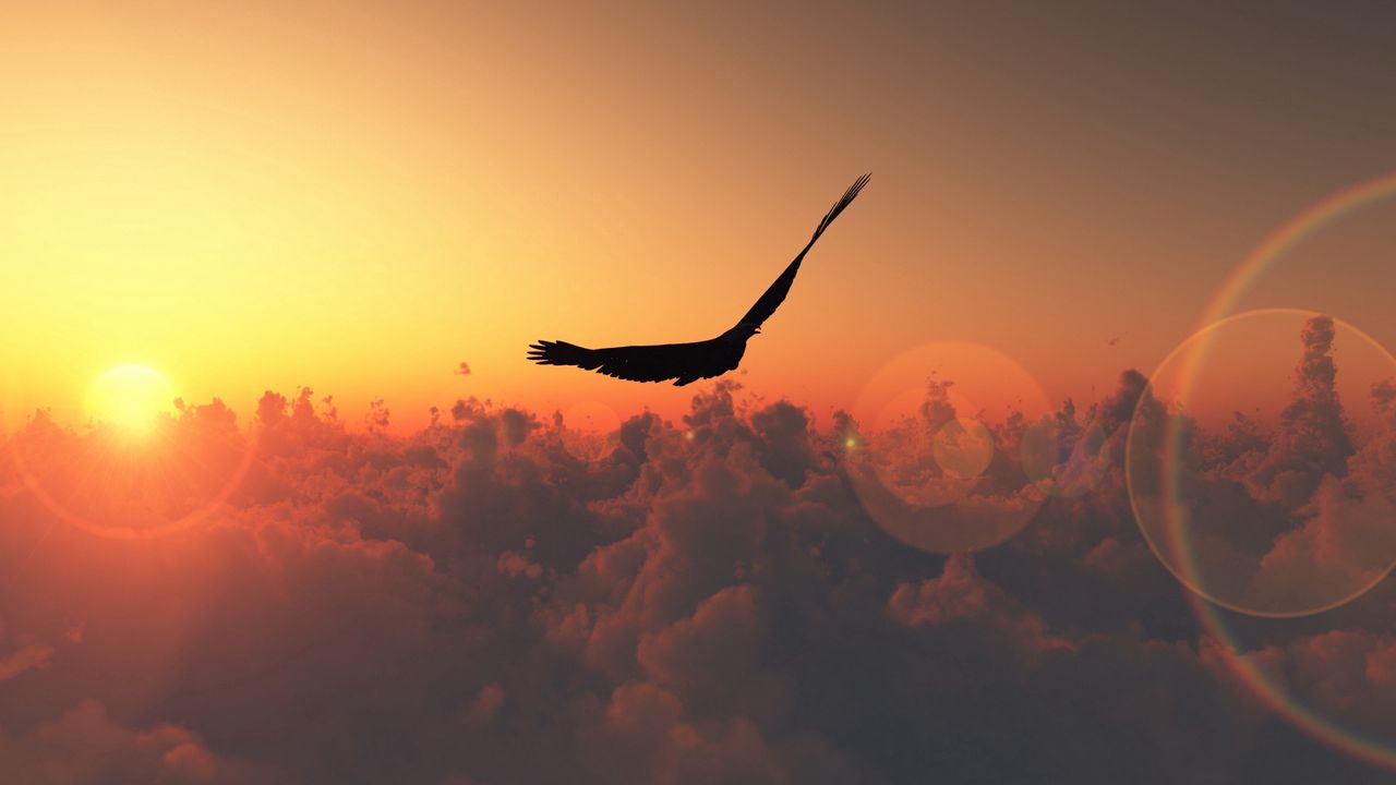 Обои полет, облака, солнце, птица