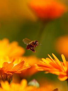 Превью обои полет, цветок, пчела, насекомое