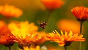 Превью обои полет, цветок, пчела, насекомое