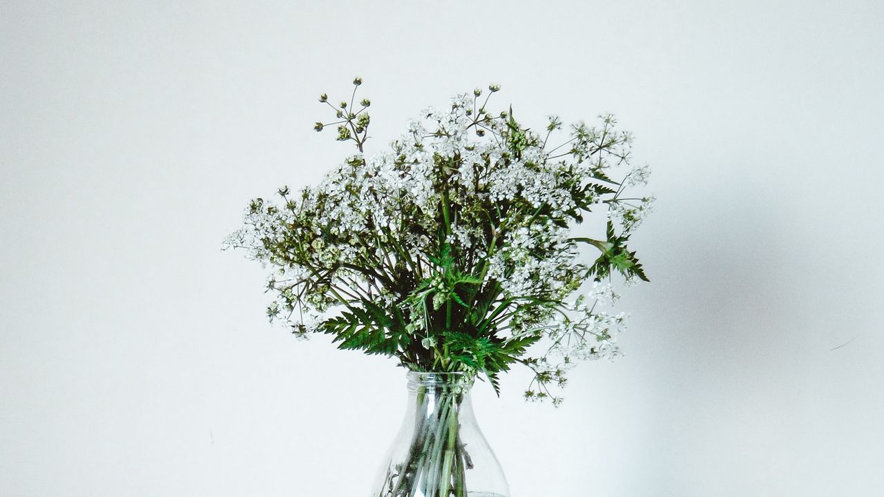 Обои полевые цветы, цветы, букет, минимализм, белый
