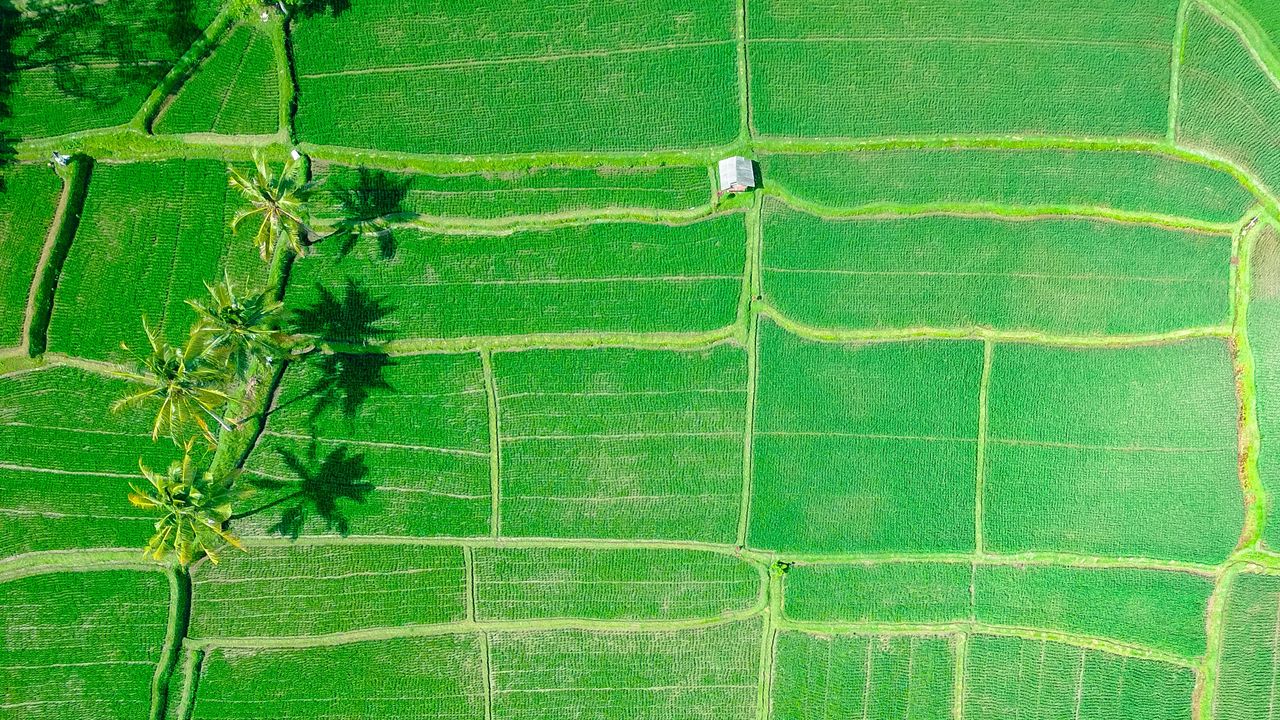 Обои поля, пальмы, зеленый, убуд, индонезия