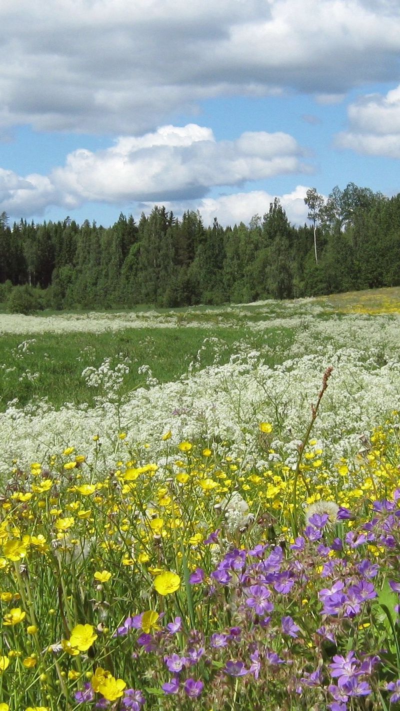 Смена луга. Лесная Поляна с цветами. Июнь природа. Июль природа. Полевые цветы Поляна.