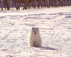 Превью обои полярная лиса, песец, снег