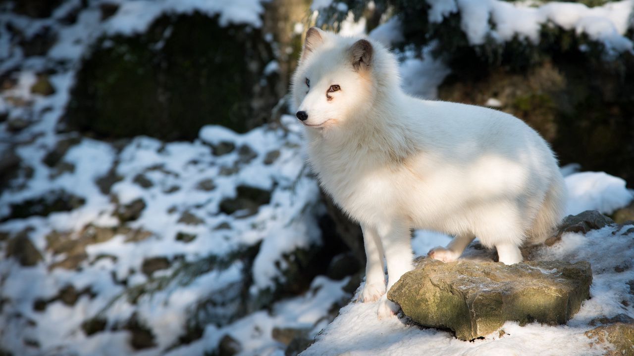 Обои полярная лисица, песец, белый, лиса