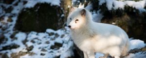 Превью обои полярная лисица, песец, белый, лиса