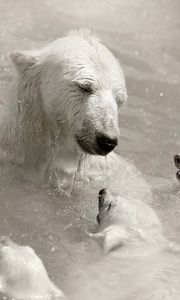 Превью обои полярные медведи, детеныши, забота, купаться, вода