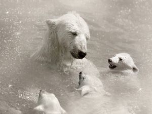 Превью обои полярные медведи, детеныши, забота, купаться, вода