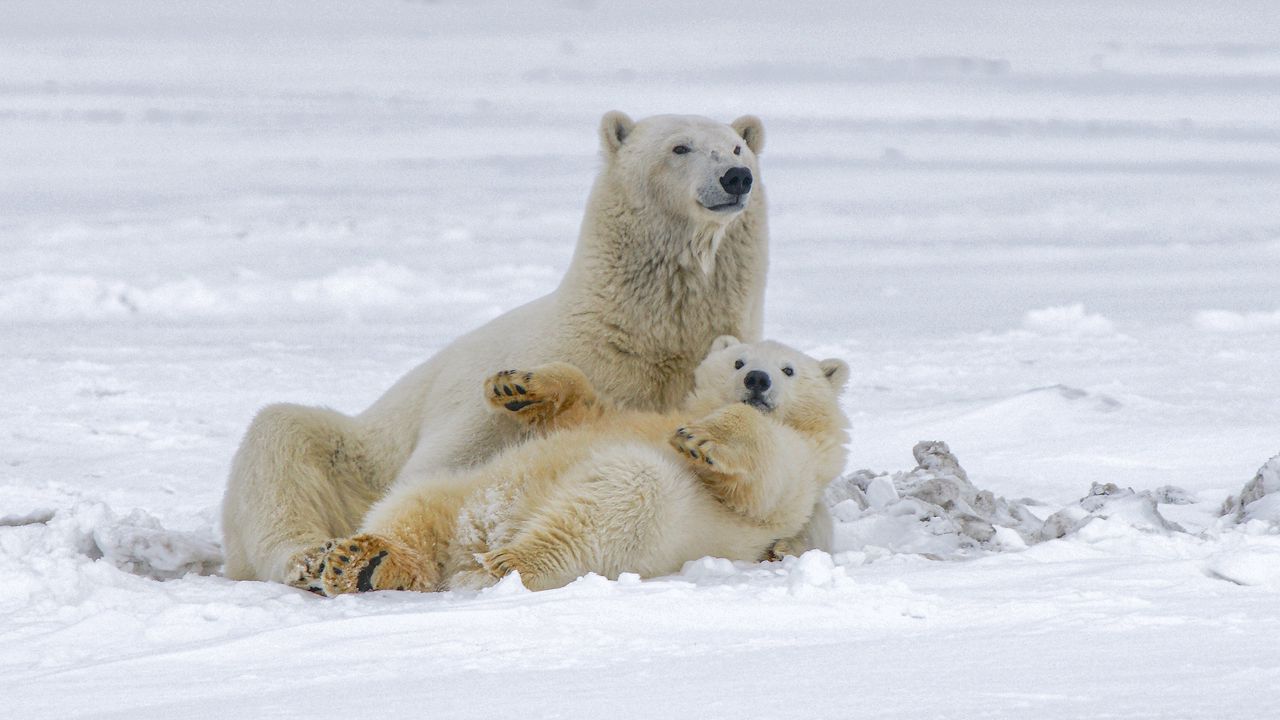 Обои полярные медведи, медведи, животные, белый, снег