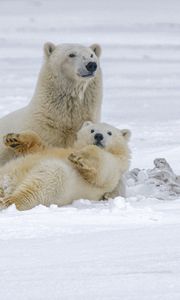 Превью обои полярные медведи, медведи, животные, белый, снег