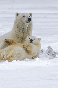 Превью обои полярные медведи, медведи, животные, белый, снег