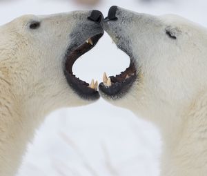 Превью обои полярные медведи, пара, игривые, злость