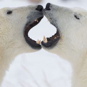 Превью обои полярные медведи, пара, игривые, злость