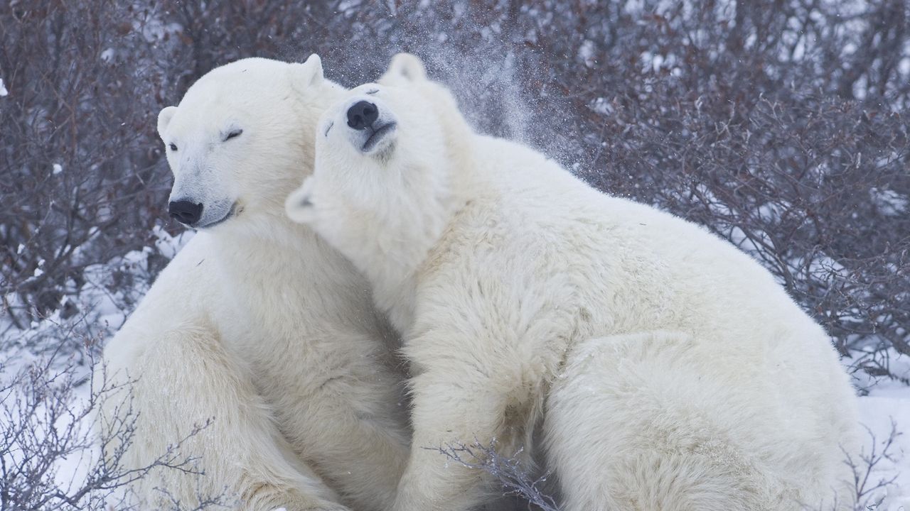 Обои полярные медведи, снег, зима, объятия, нежность
