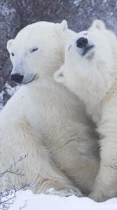 Превью обои полярные медведи, снег, зима, объятия, нежность